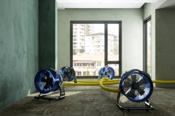 Best Local water damage restoration  in Corona De Tucson, AZ